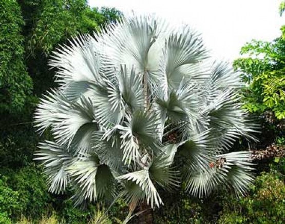 bismarck palm 1